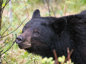 Black Bear among Dandelions 