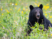Black Bear among Dandelions 