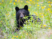 Black Bear among Dandelions 