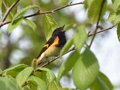 American Redstart