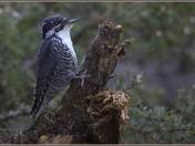3-toed woodpecker