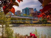 Spring Foliage Framing Downtown Calgary