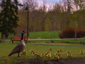 Goose And Goslings In A Spring Park