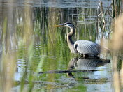 Wading into the Sunrise