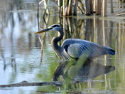 Wading into the Sunrise