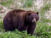 Cinnamon bear