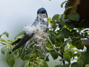 Nesting Tree Swallow