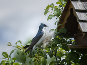 Nesting Tree Swallow