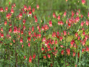 Aquilegia Canadensis