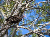 Vulture in a Tree