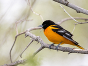 Baltimore Oriole 