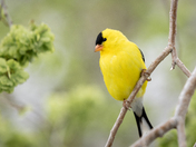American goldfinch