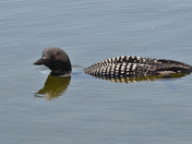 Common Loon