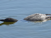 Loon