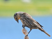 Female Red Wing Blackbird