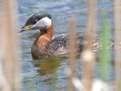 Red Necked Greebe