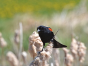 Red Wing habitat