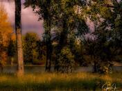 Magical Stormy Forest 