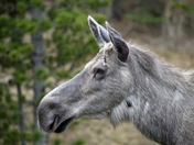 Moose Portrait
