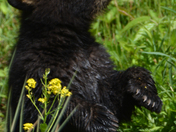 Black Bear Cub