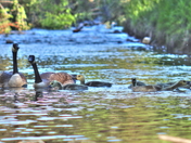 Canada Geese