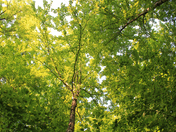 I love green 