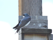 Tree Swallow