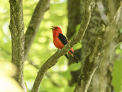 Scarlet Tanager