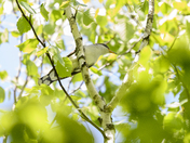 Yellow-billed Cuckoo