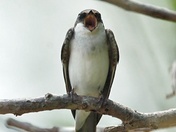 Tree Swallow 
