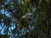 Owl In A Tree