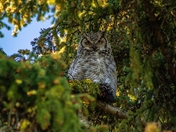 Owl Up In A Tree