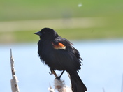 Bad feather day