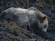 Shore Grizzly