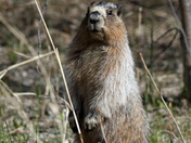 Hoary Marmot
