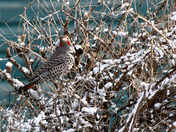 northern flicker