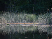 Reflections in Lake Rosiland Marsh Area 