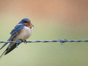 Barn Swallow