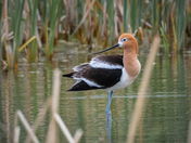 American Avocet in Calgary. 
