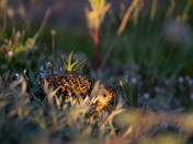 A young willow ptarmigan hiding among willows in Canada's arctic tundra