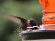 Red Throated Hummer in for a Quick Drink 