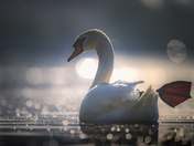 Swan in the morning sun!