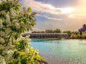 Sun And Flowers By The Peace Bridge