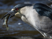 Black Crown Night Heron 