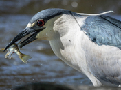Black crown night Heron
