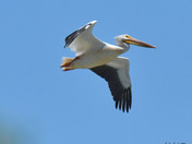 white Pelicans 
