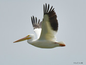 white Pelicans 