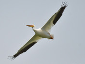 white Pelicans 