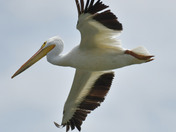 white Pelicans 