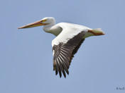 white Pelicans 